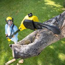 How Our Tree Care Process Works  in Orchard Mesa, CO