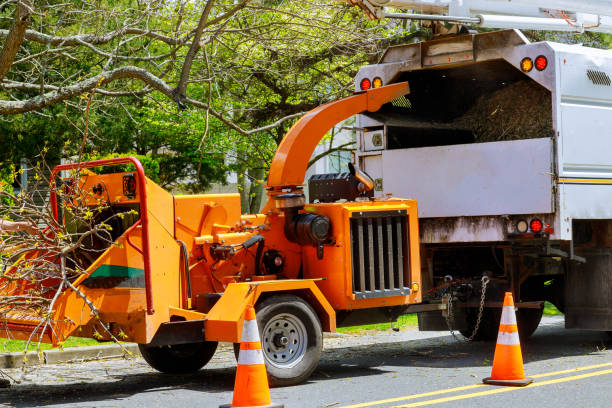 Best Tree Risk Assessment  in Orchard Mesa, CO