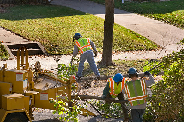 Best Tree Mulching  in Orchard Mesa, CO