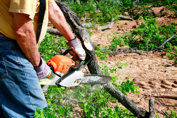 Best Tree Health Inspection  in Orchard Mesa, CO